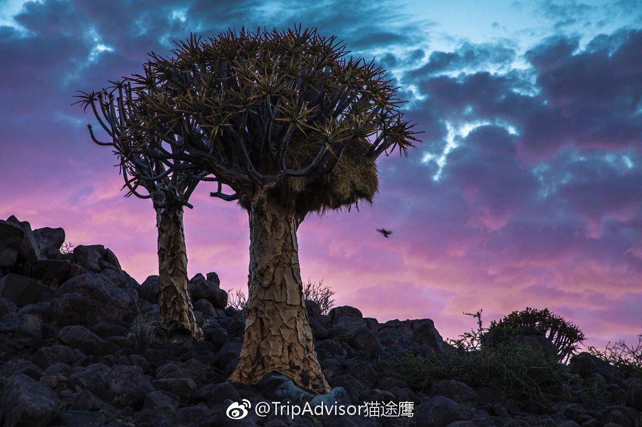 纳米比亚有一种"外星植物"箭袋树.其实它不是真的树