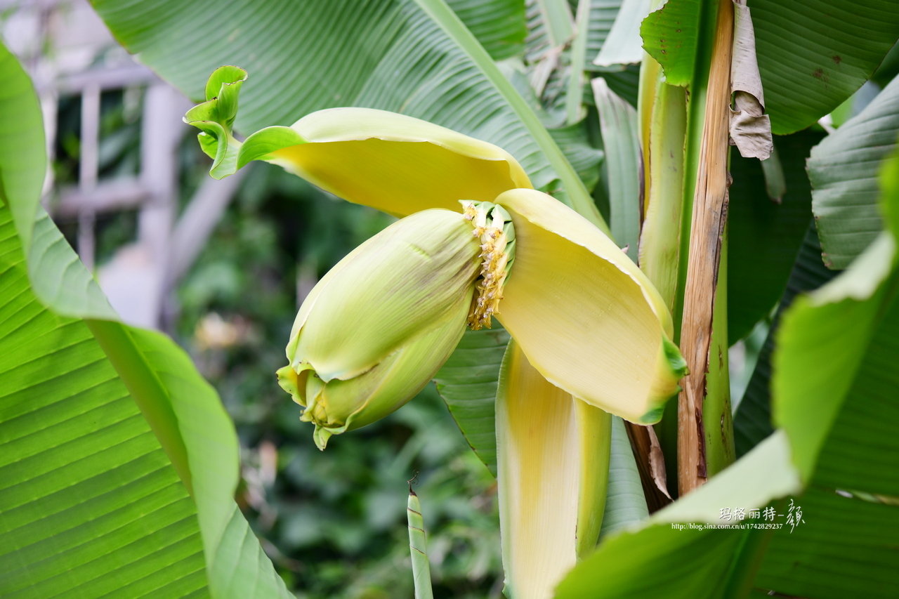 我的芭蕉竟然开花了,前几天还没注意|芭蕉|芭蕉树|草本植物_新浪新闻