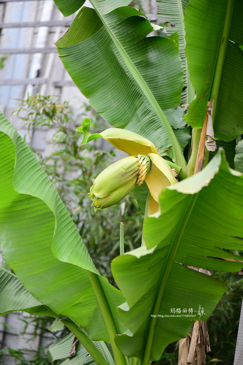 见过芭蕉树开花吗我的芭蕉竟然开花了前几天还没注意