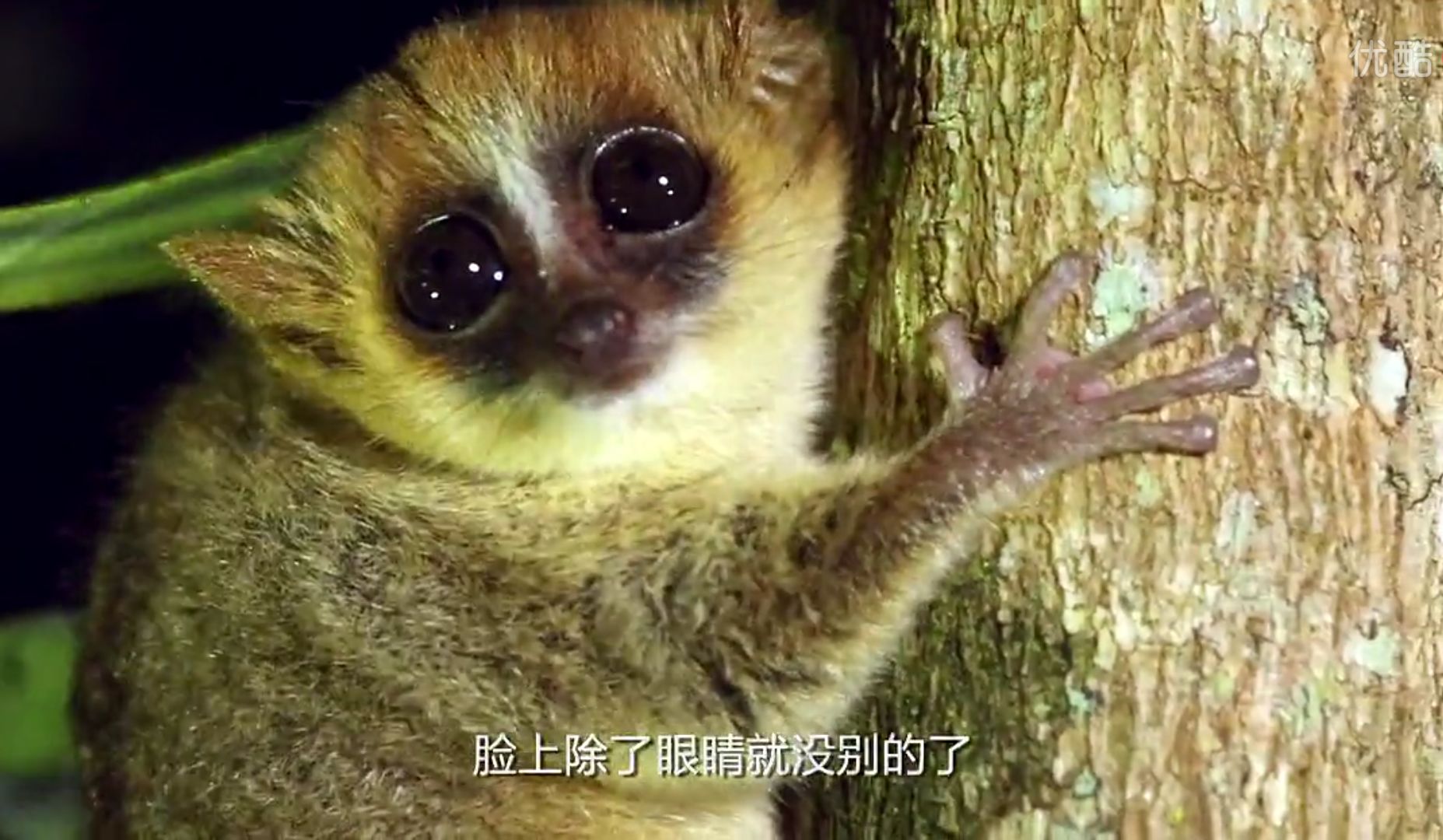 世界上最小的狐猴,身长不到20厘米,眼睛比脸大,看上去像老鼠