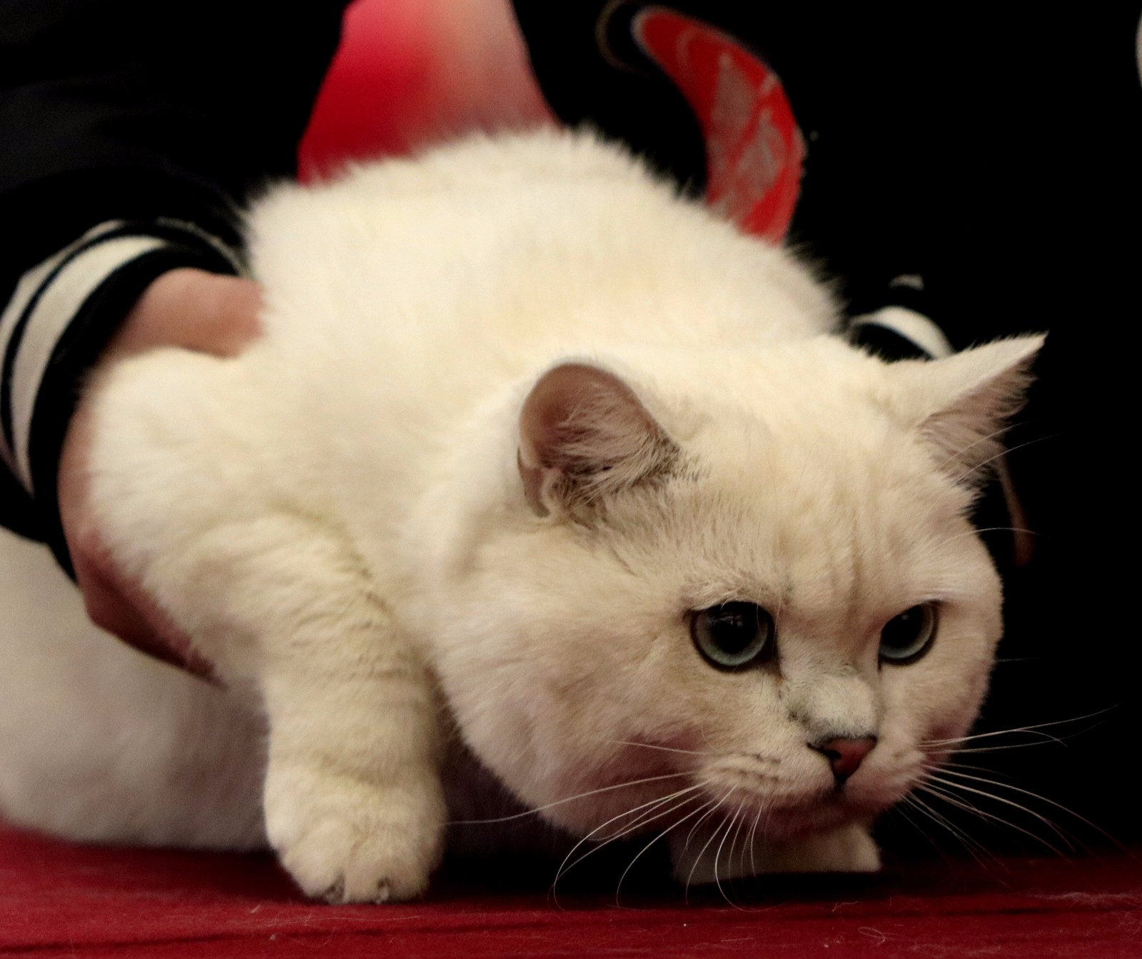 萌猫选美大赛元旦小长假宜昌举办,萌翻全场|元旦小长