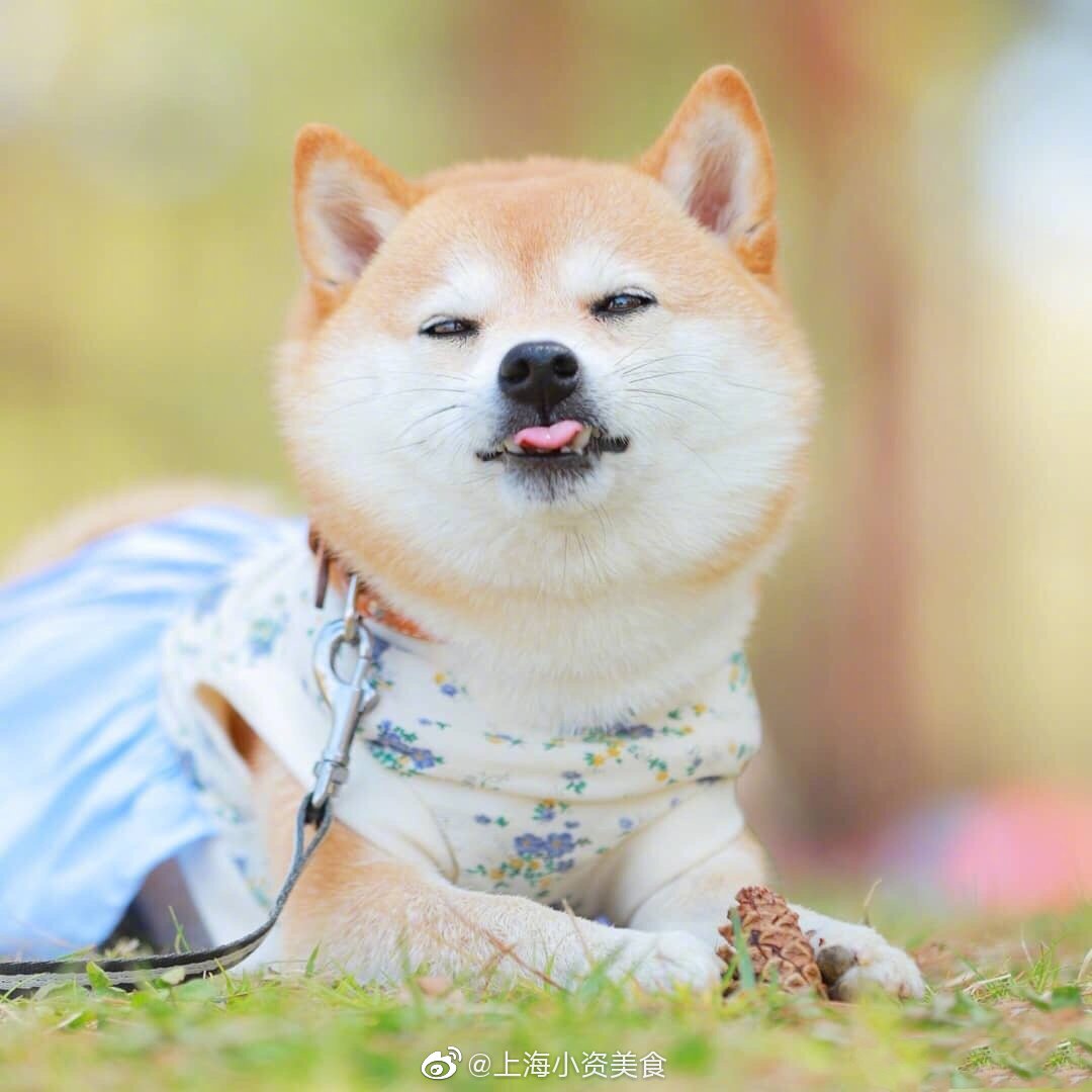 柴犬纸币|柴犬|纸币|便利贴_新浪新闻