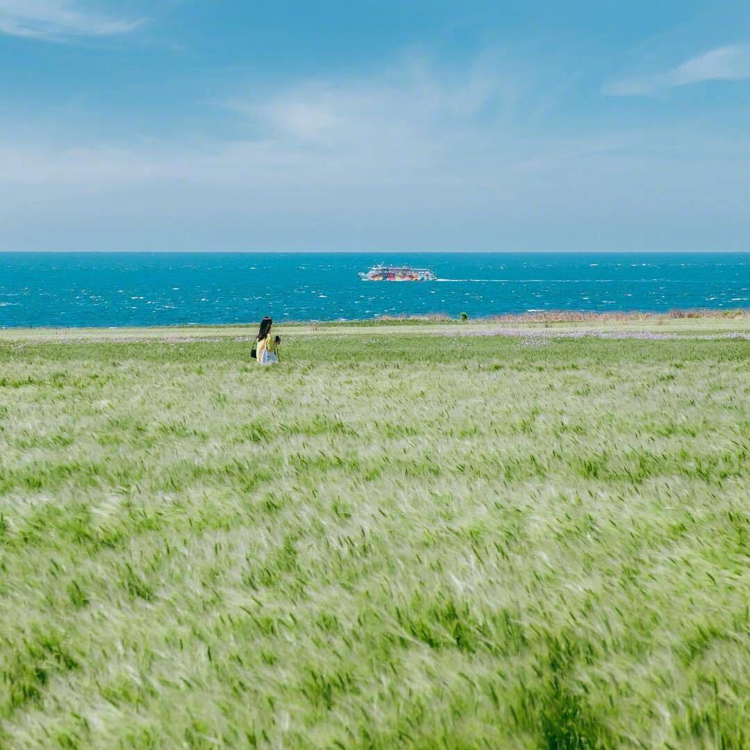 济州岛上一大片治愈的绿 很适合 哦图片来源ins|济州|大片|图片来源_新浪新闻