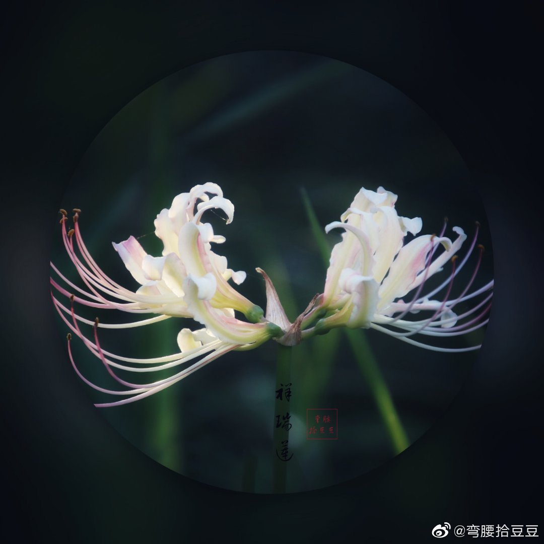 白色与红色石蒜花虽然是一个植物科的两个不同颜色的花