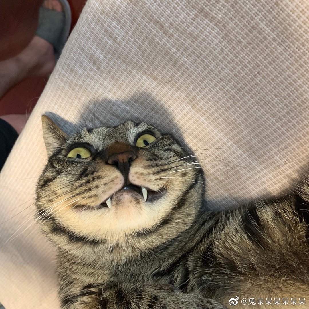 呆呆睡得翻掉了…_新浪新闻