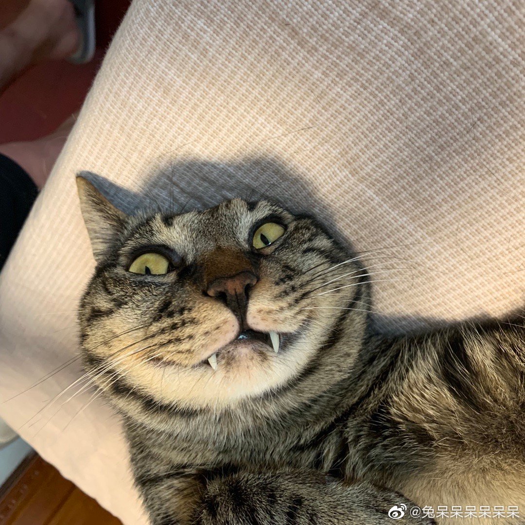 呆呆睡得翻掉了…_新浪新闻