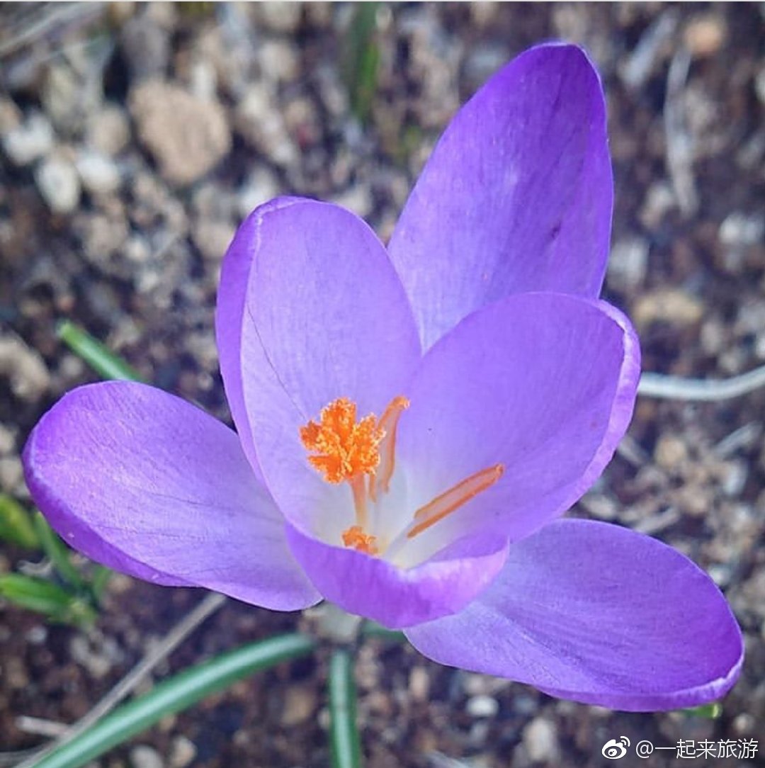 万物初始之风 彩云国物语op 春季里开花十四五六