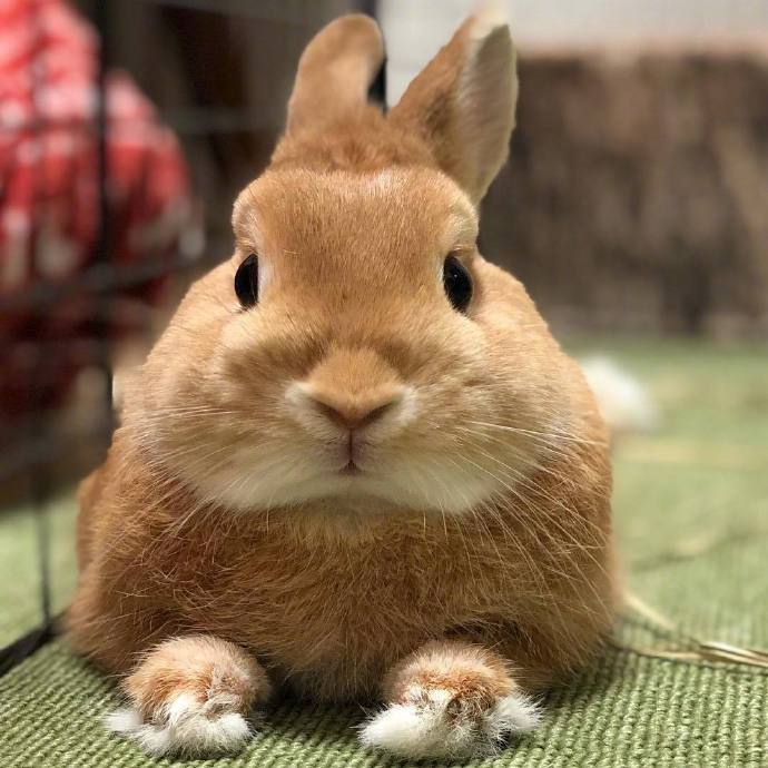 日本的可爱小兔子mugi,小脸蛋圆圆的真的好想捏一捏呀