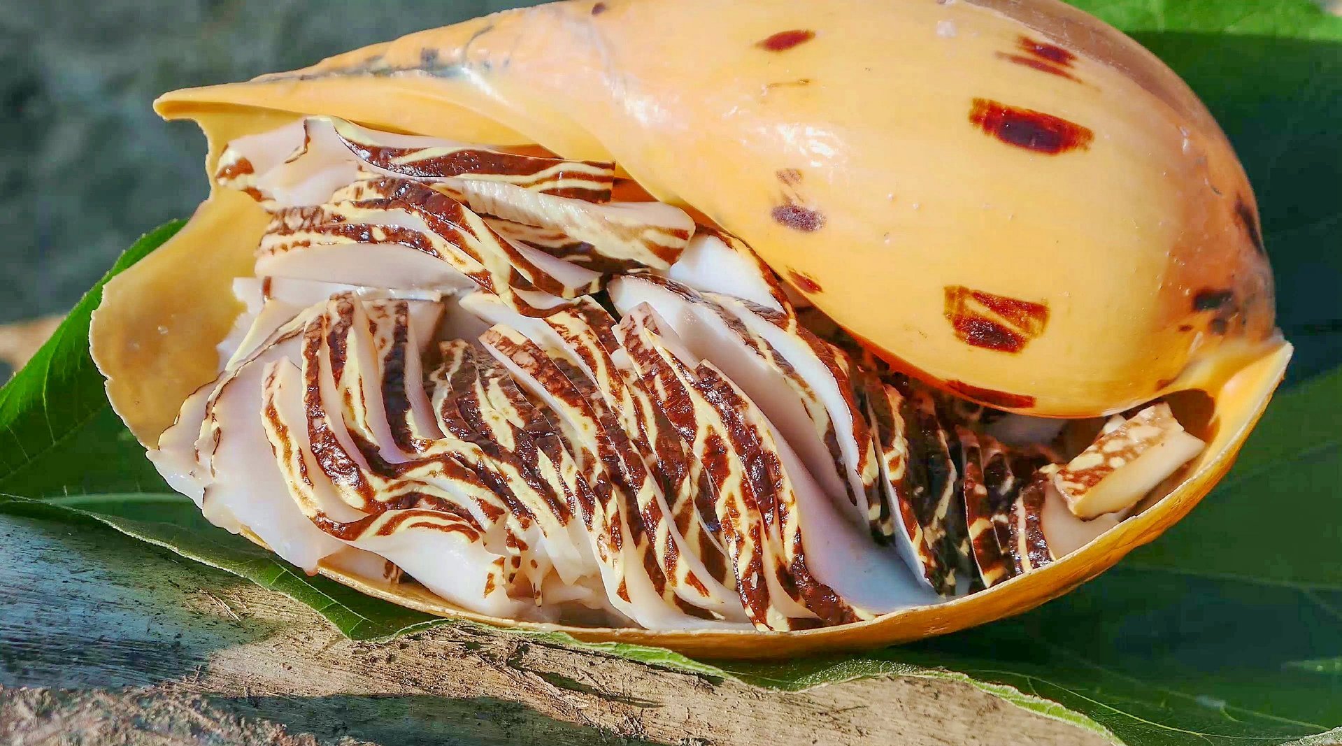 几斤重的椰子螺,炒熟后变成一大锅