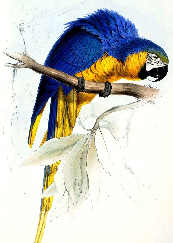 lear edward 手绘鹦鹉… 欣赏