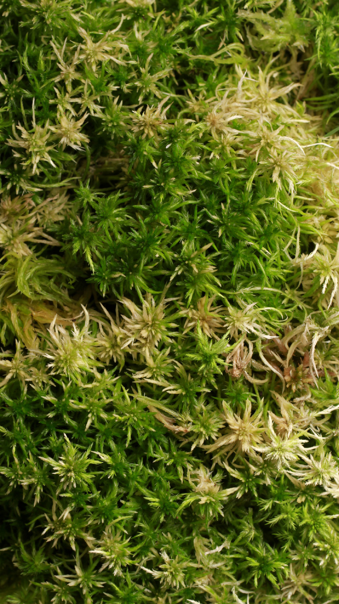 1多形带叶苔2万年藓3拟草藓4爪哇凤尾藓5大桧藓6