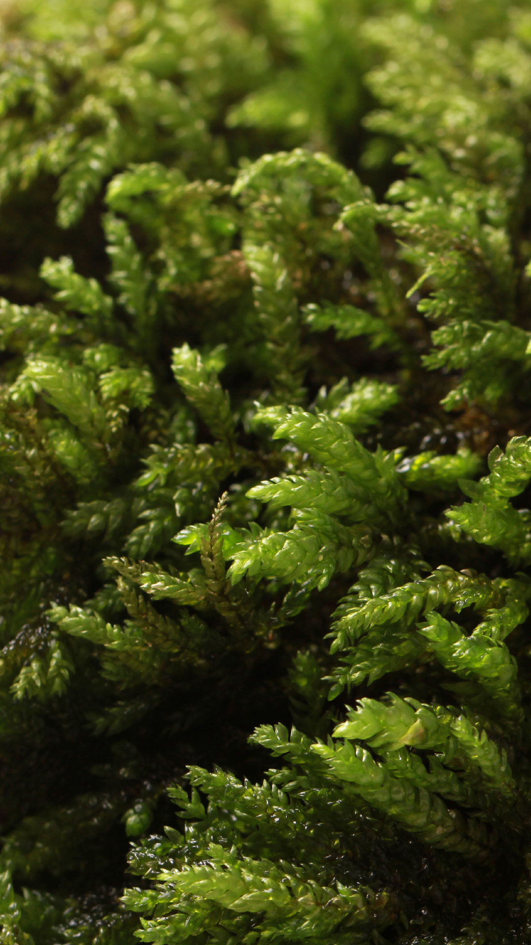 1多形带叶苔2万年藓3拟草藓4爪哇凤尾藓5大桧藓6