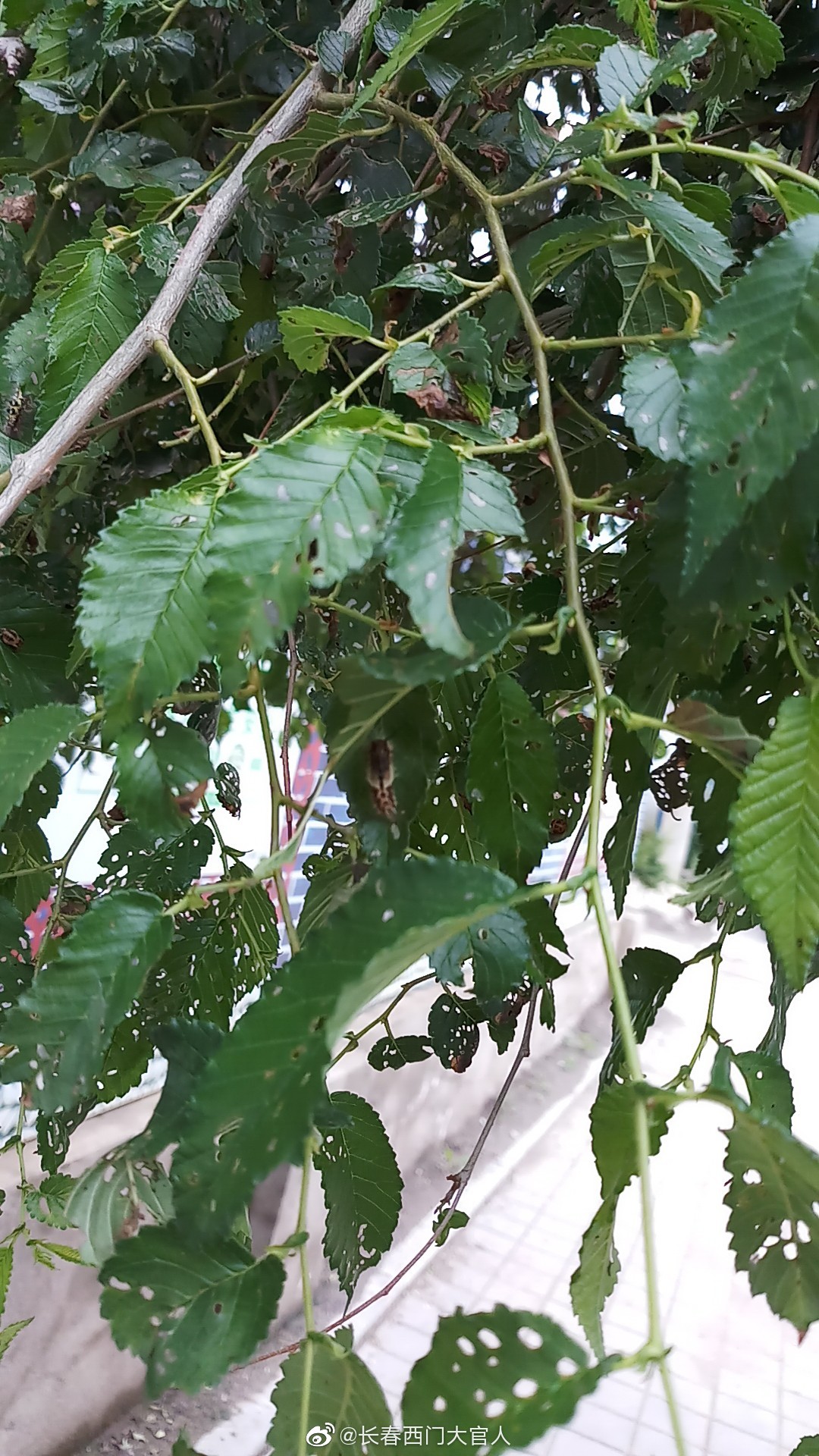 网友爆料:珠海路两侧的树,全是虫子.行人在下边走路都得低头