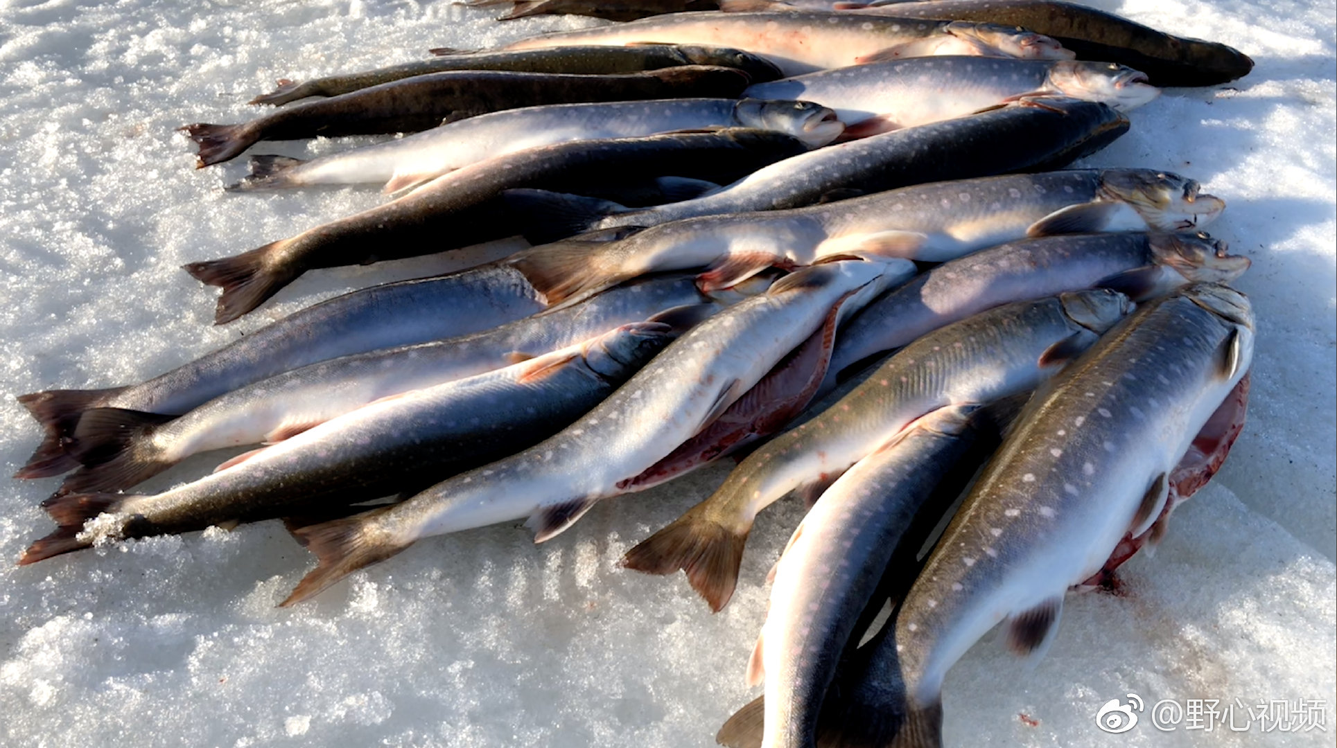 这么说吧|北极|说吧|鲑鱼_新浪新闻