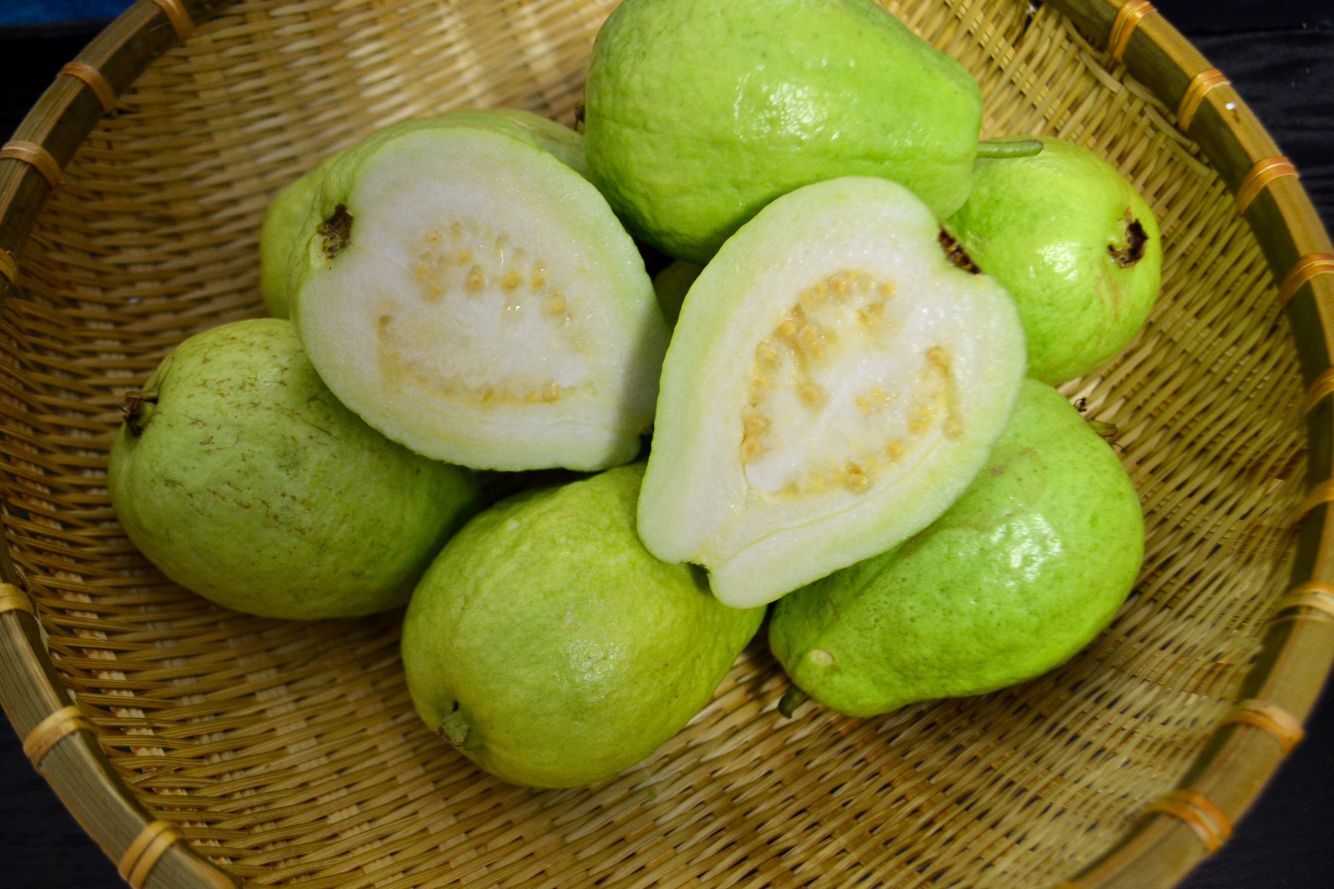 芭乐学名番石榴,是一种适应性很强的热带果树.