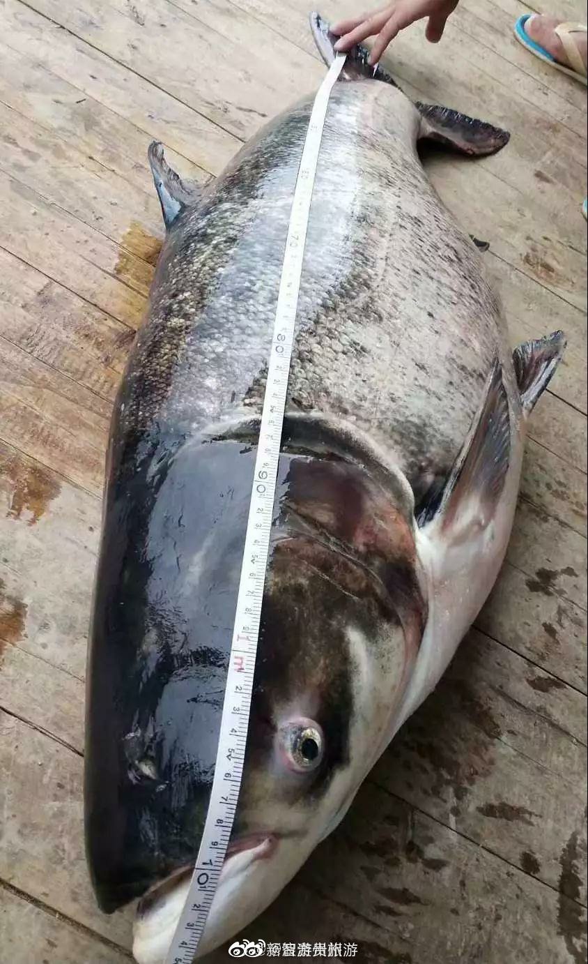 这条惊世骇俗的巨型花鲢一经打捞出来后开始在全市进行拍卖,消息一出