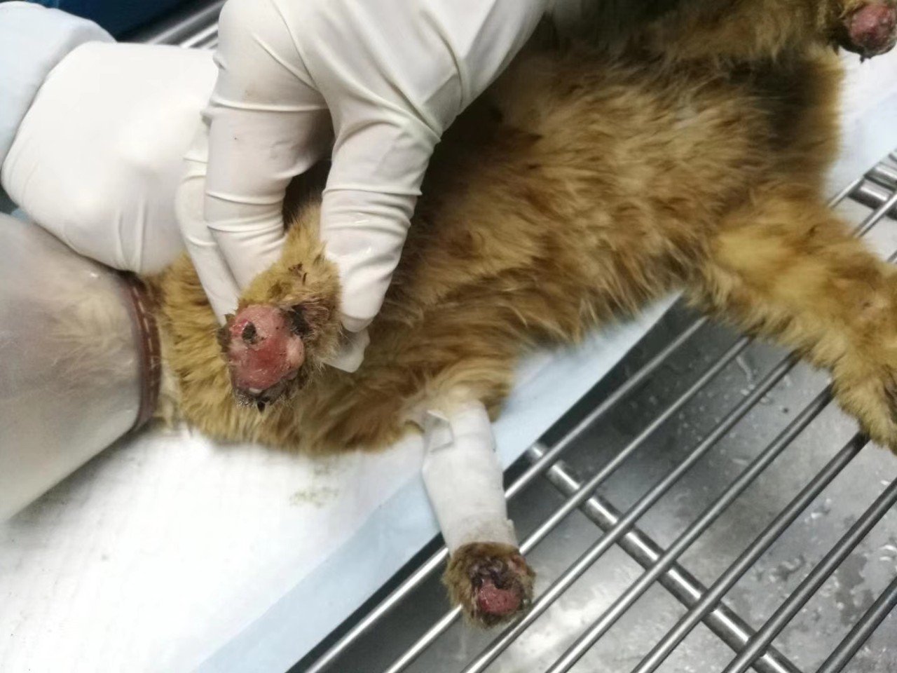 奉贤南桥又发现被虐小猫四只被人全部砍断可能需要献血求转发