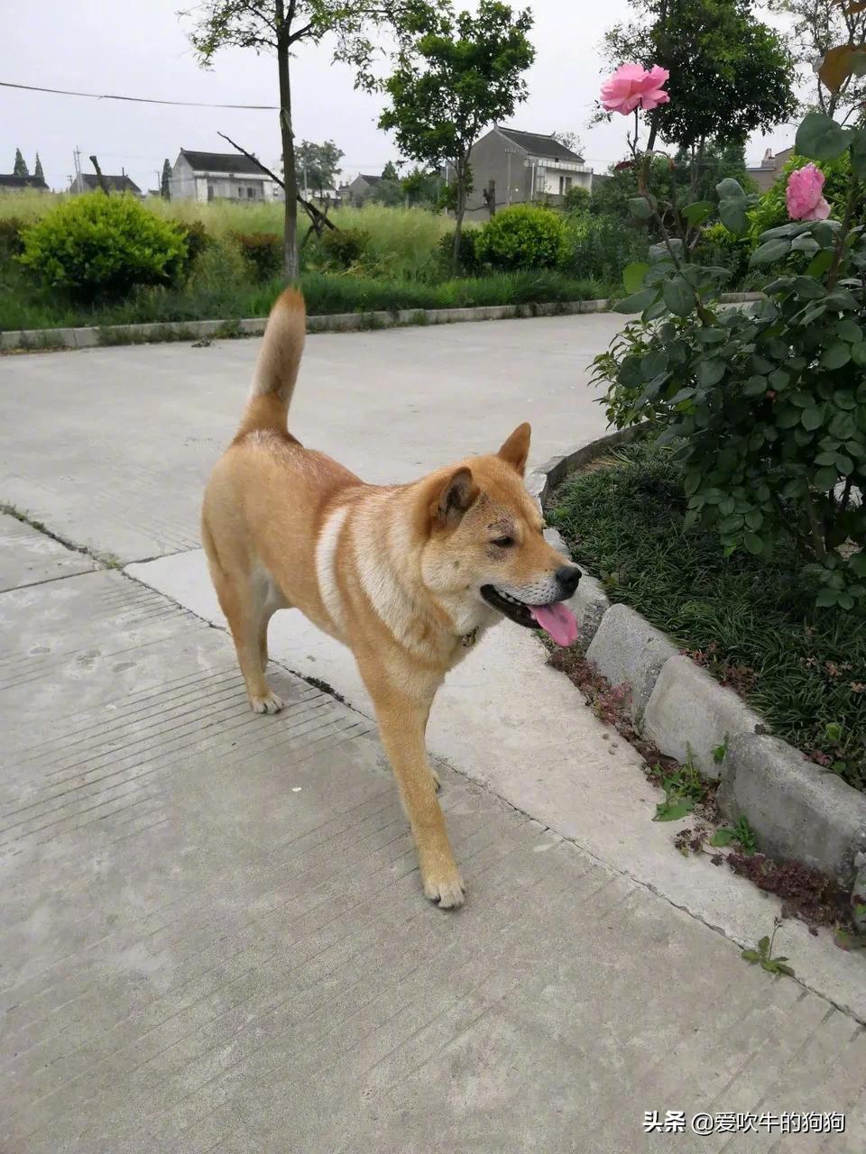 发现一只漂亮的中华田园犬!羡慕这个犬主!