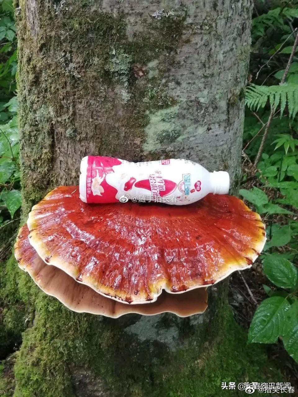 大新闻长白山惊现野生灵芝王