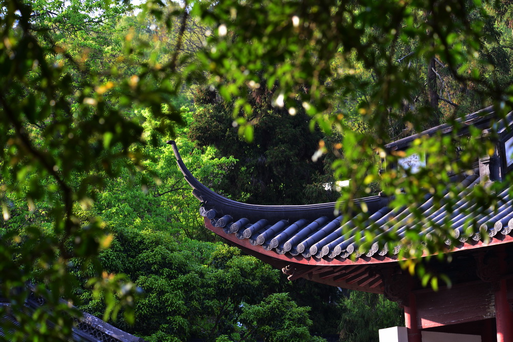 杭州栖霞岭下岳王庙,古柏森森,梧桐蔽日