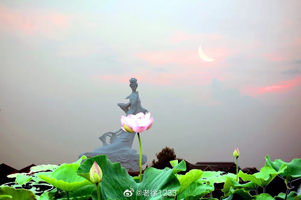 清晨淮安金湖荷花荡薄雾刚从湖面散去