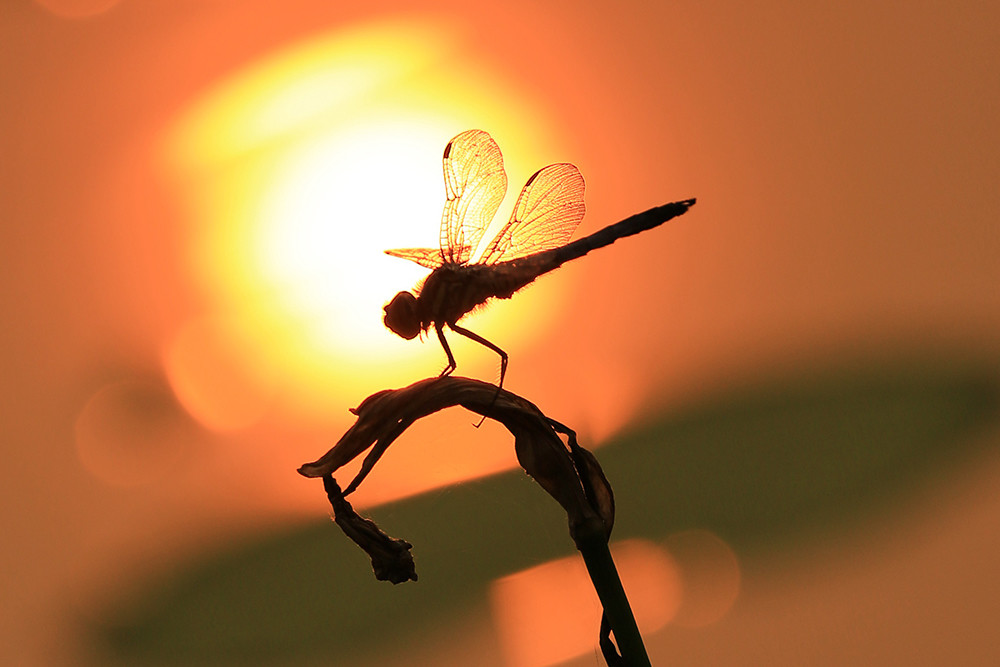 夕阳下的蜻蜓