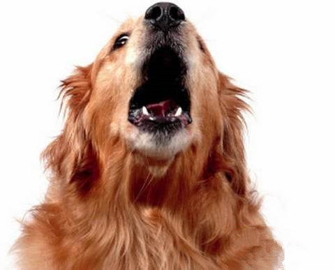 狗狗|叫声|声音_新浪新闻