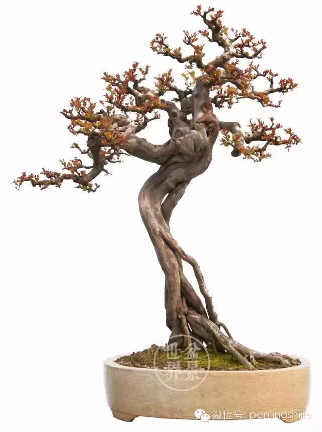 一组雀梅盆景佳作欣赏,横林叠翠,古木幽林,独钓寒江