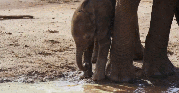1,国产大女主连她屁股都够不到|雅典娜|大象|小象_新浪新闻