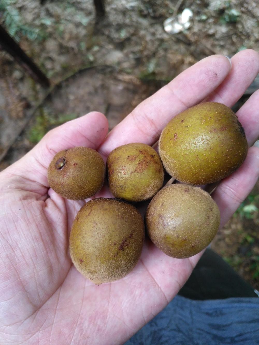 山村的野生猕猴桃, 在城市可买不到, 你吃过的绝对不是这个味