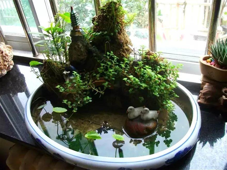 小小的庭院有一汪清水一池游鱼绿植环绕谁不羡慕