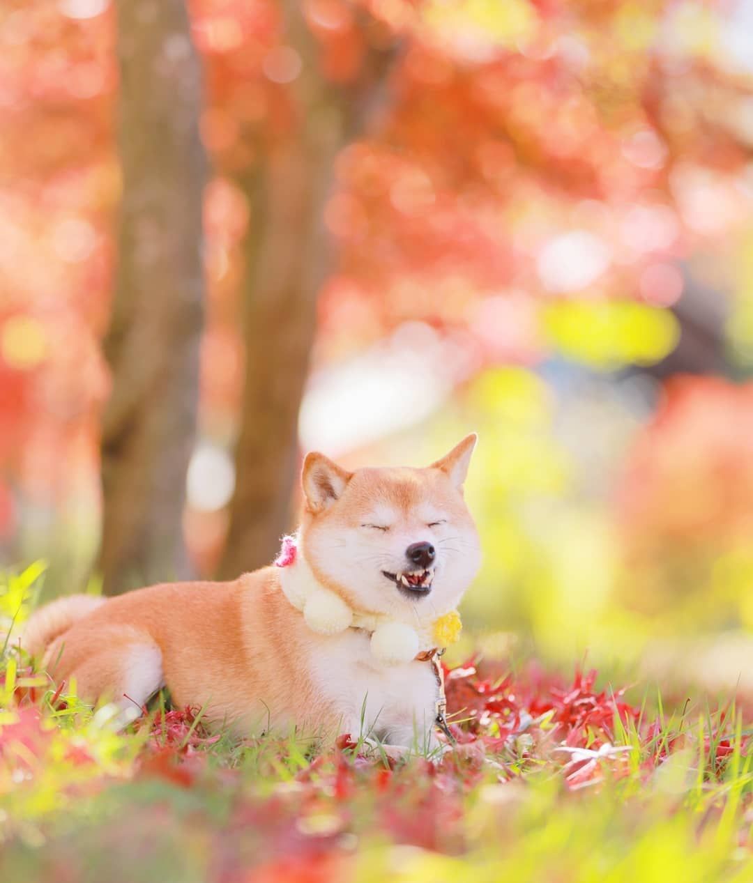 小豆柴リリ的秋日写真 小豆柴リリ的秋日写真