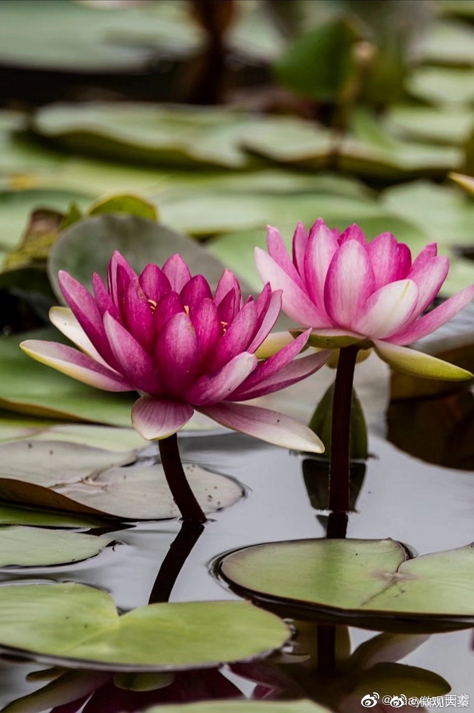 花中睡美人睡莲