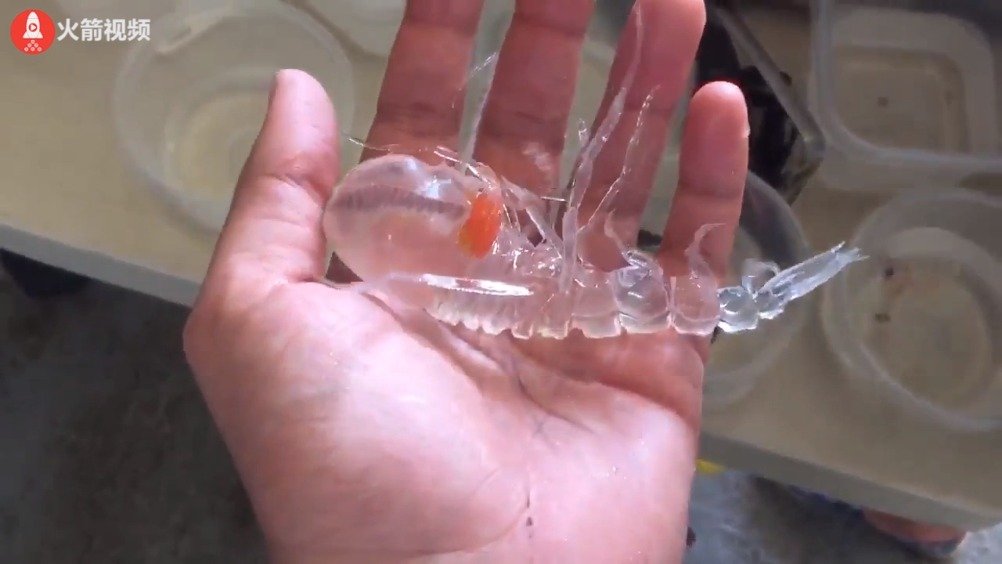 神奇的深海生物Cystisoma，身体绝大部分都是透明的！！！