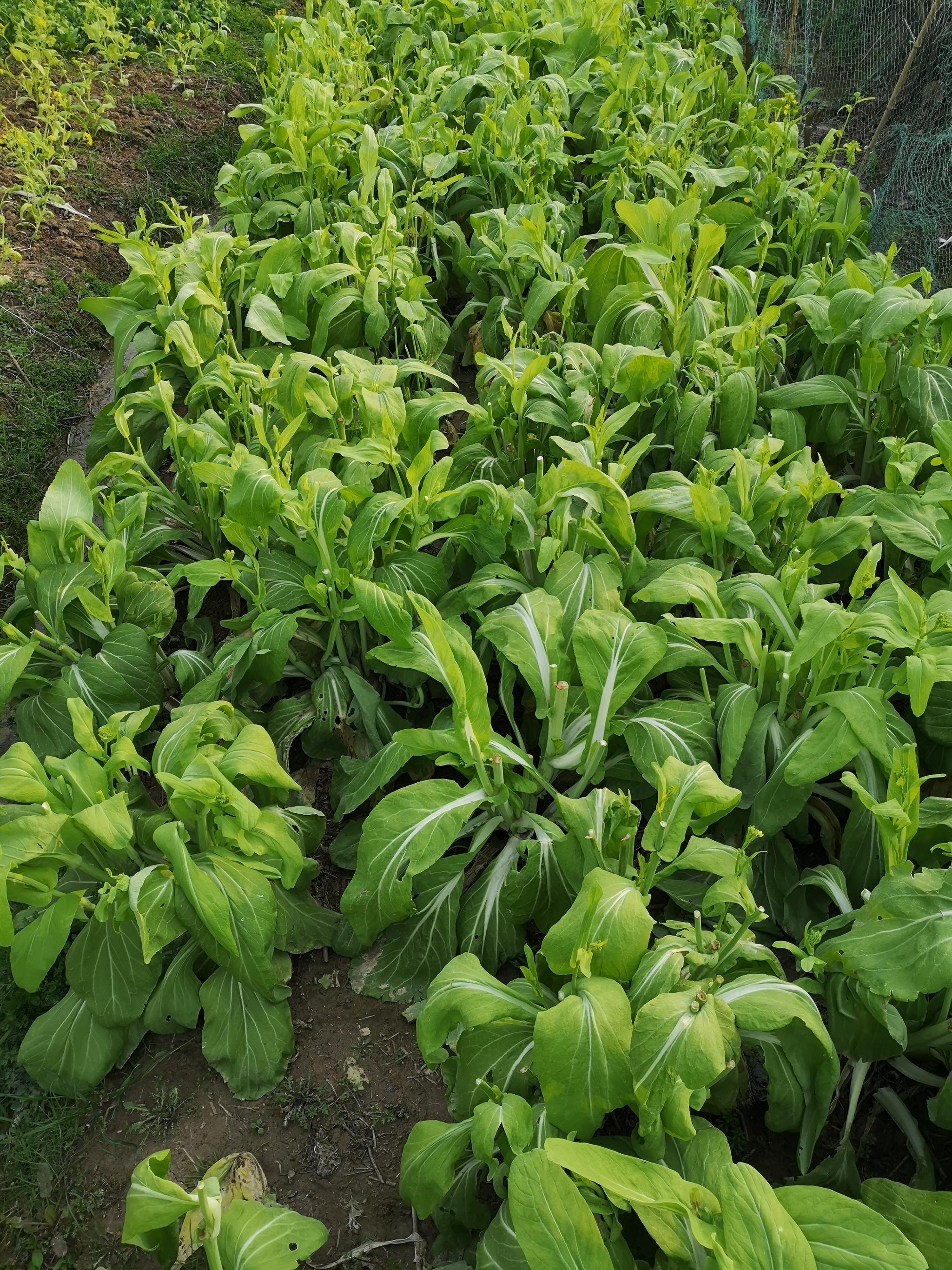 我家的菜地,现在村里人不多了,很多地荒了,种菜的菜地也少见了.