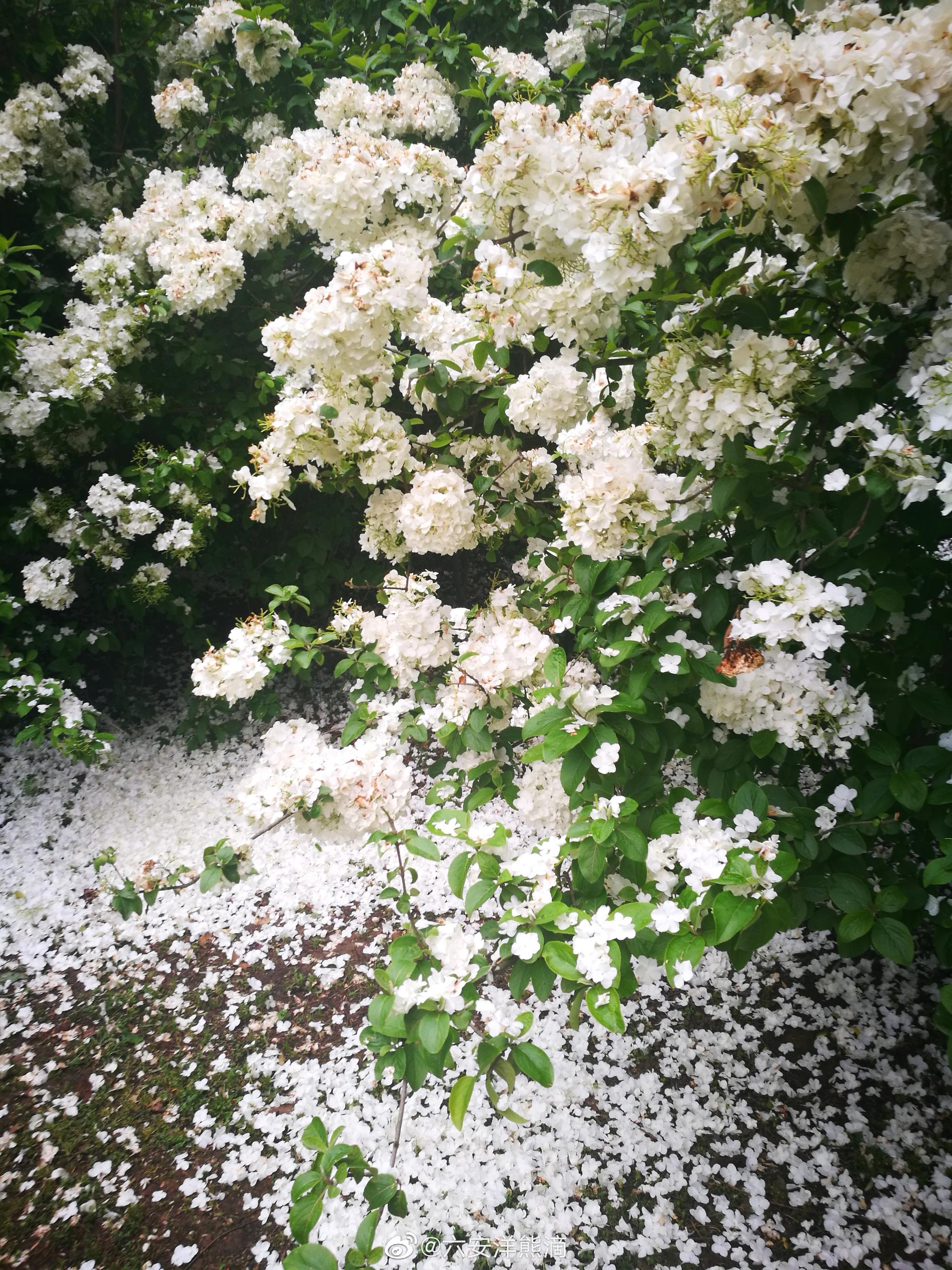 中央公园落花满地园林部门保留美景不清扫