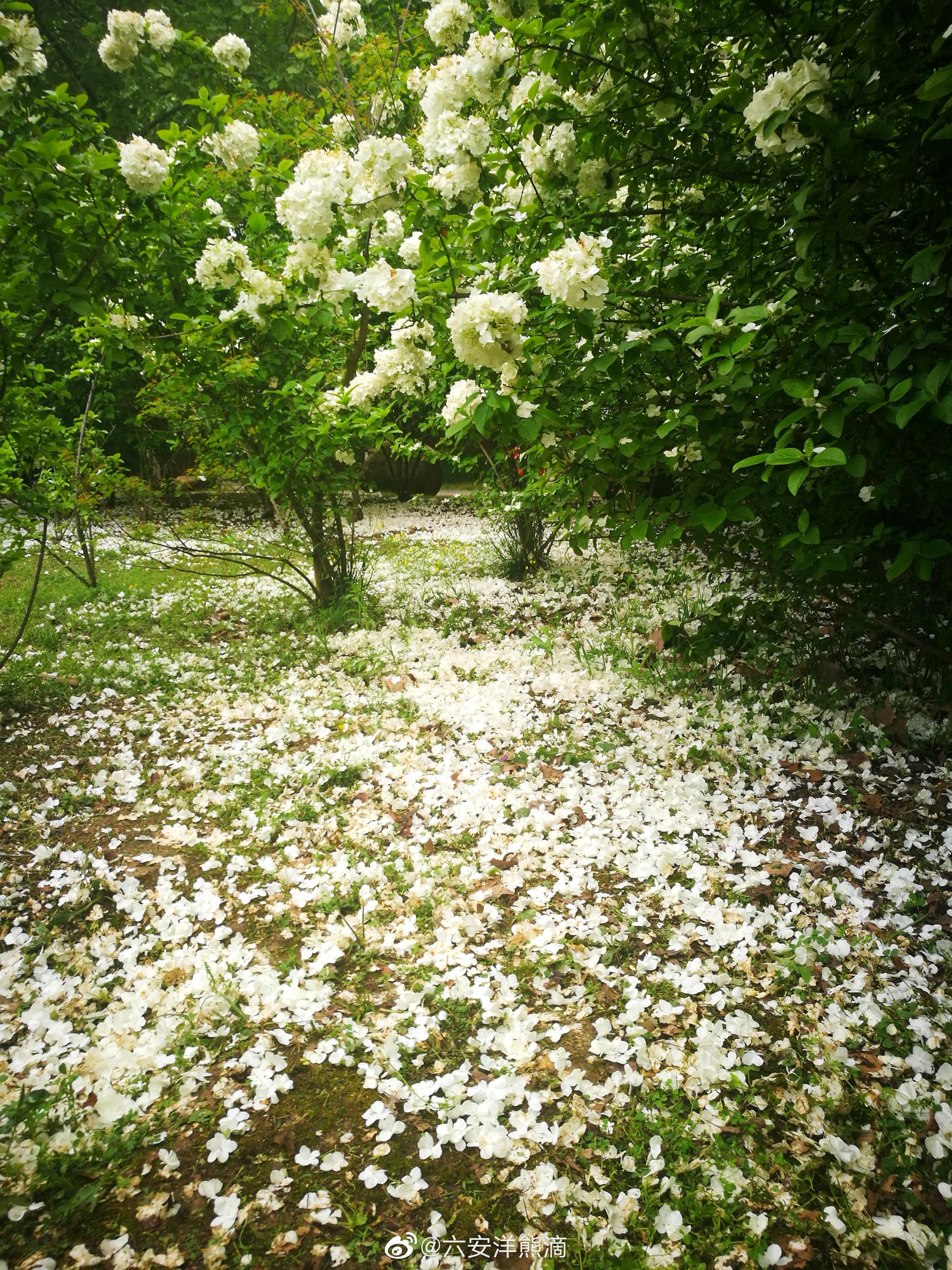 中央公园落花满地园林部门保留美景不清扫