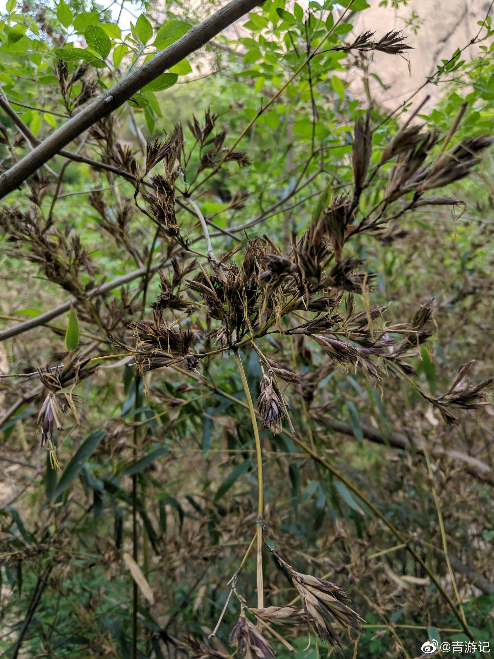 见过竹子开花吗不太好看
