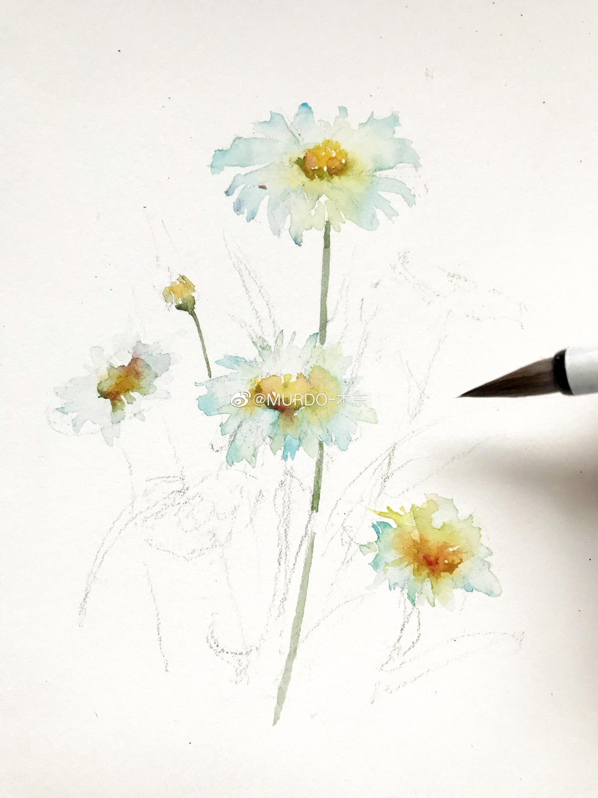 写意大滨菊,水彩速写
