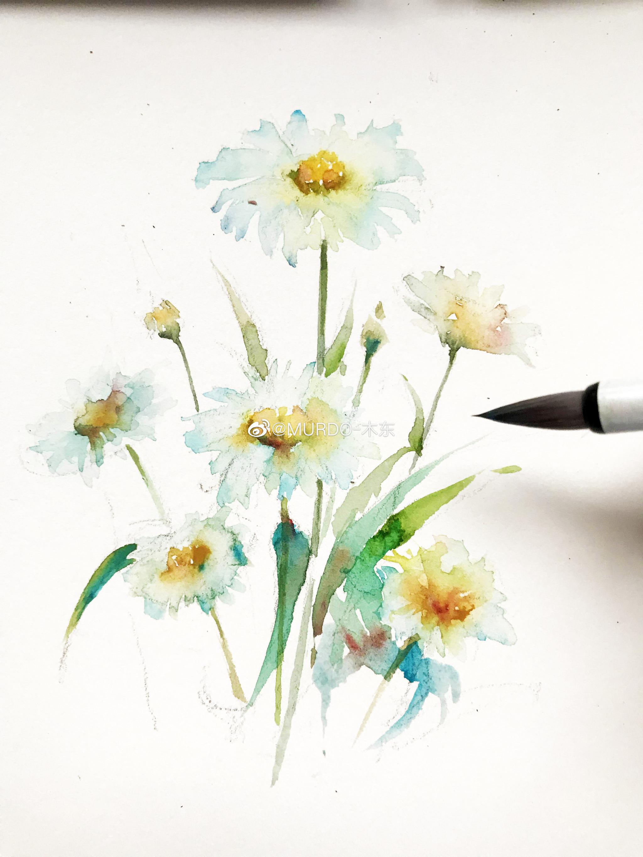 写意大滨菊,水彩速写,纸:宝虹300g细纹笔:绘物志