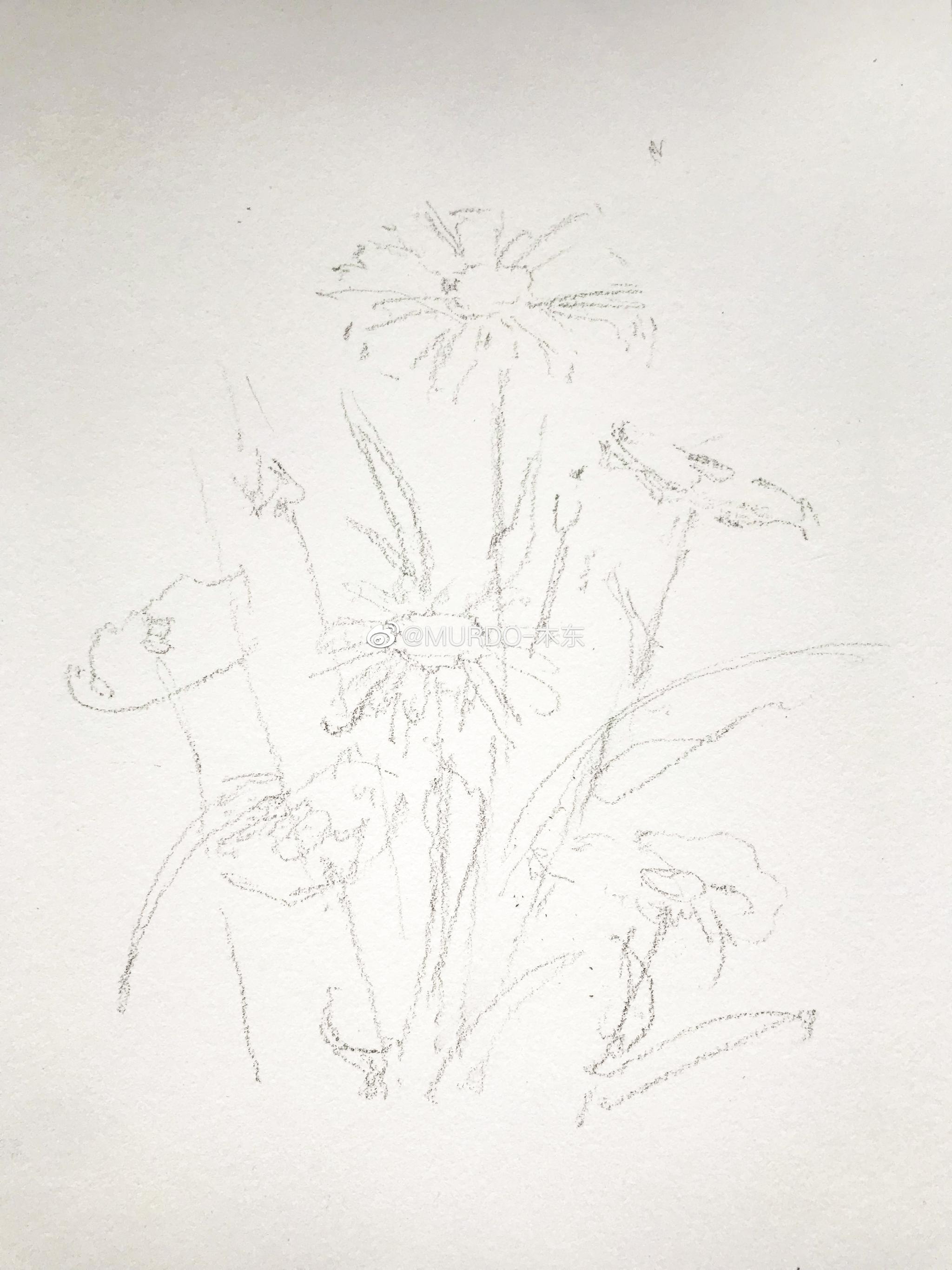 写意大滨菊,水彩速写,纸:宝虹300g细纹笔:绘物志