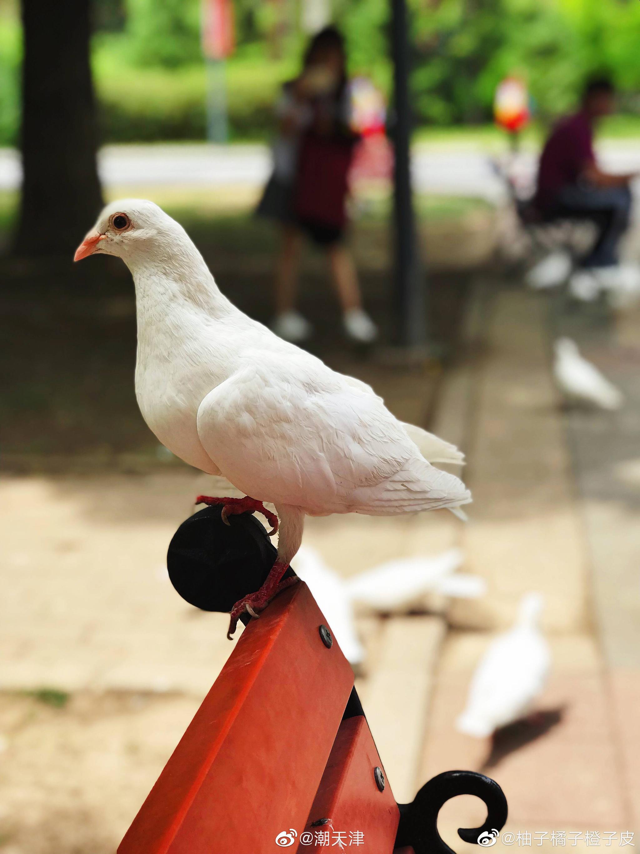 天津财经大学里不怕人的小鸽子by柚子橘子橙子皮