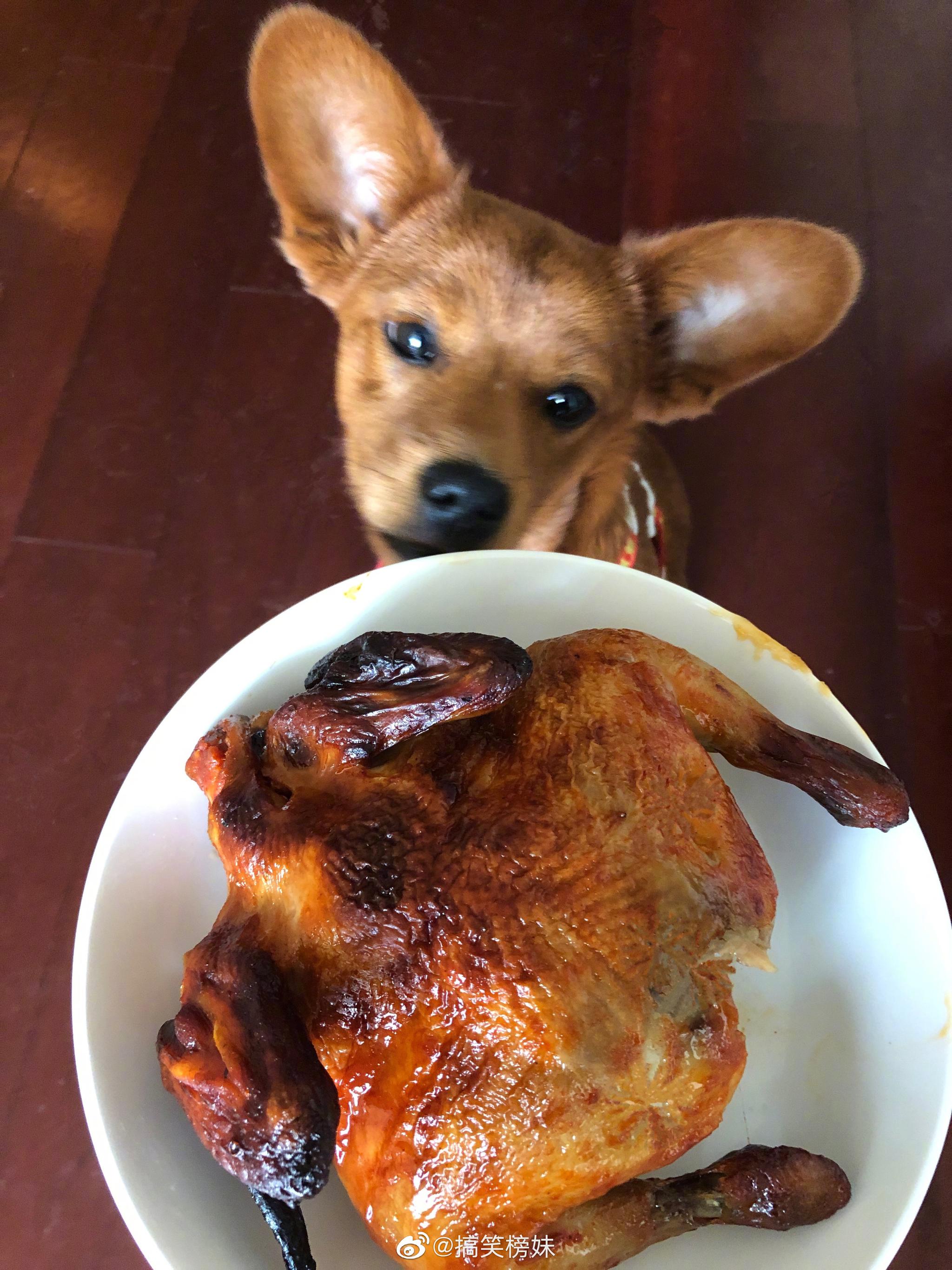 烤鸡就是这么一种看得见闻得到,但不能吃的邪恶东西啊