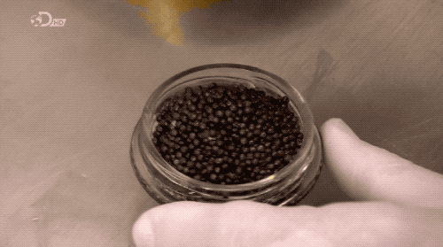 终于知道鱼子酱为什么贵了取鱼子酱还要做b超和麻醉手术