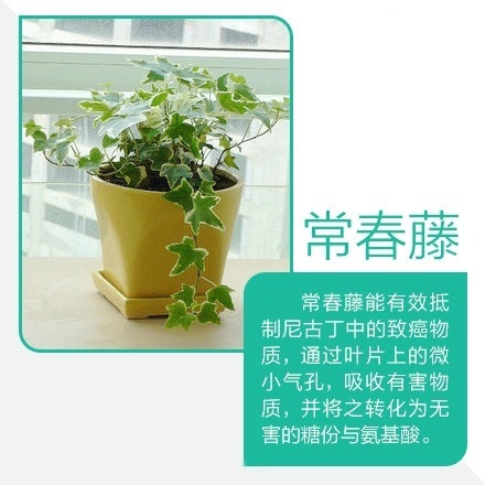 9款 吸毒 植物