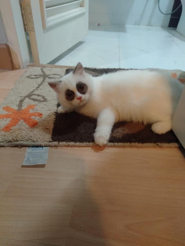 真正的四眼猫哈哈哈哈哈哈哈哈哈哈哈哈