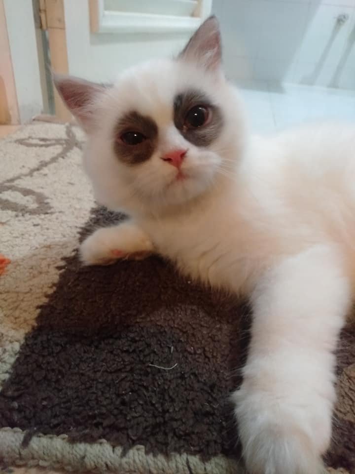 真正的四眼猫哈哈哈哈哈哈哈哈哈哈哈哈