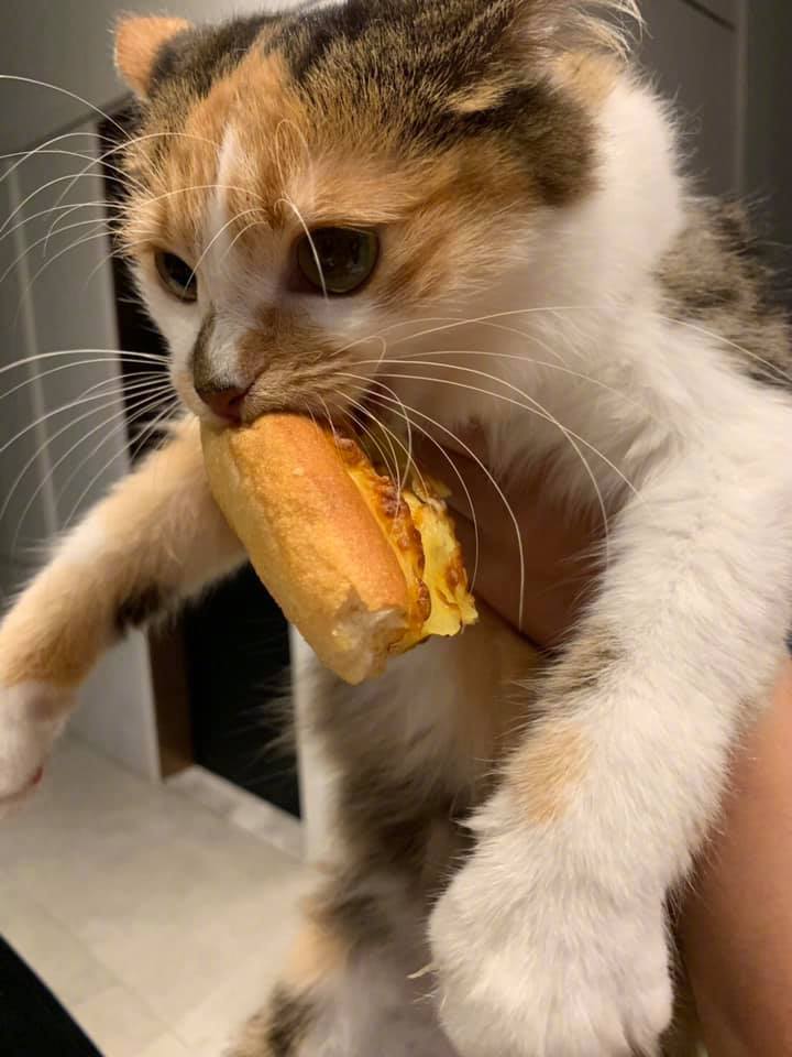 偷吃猫又来了,这次它偷吃榴莲披萨!by/fb/王芷均