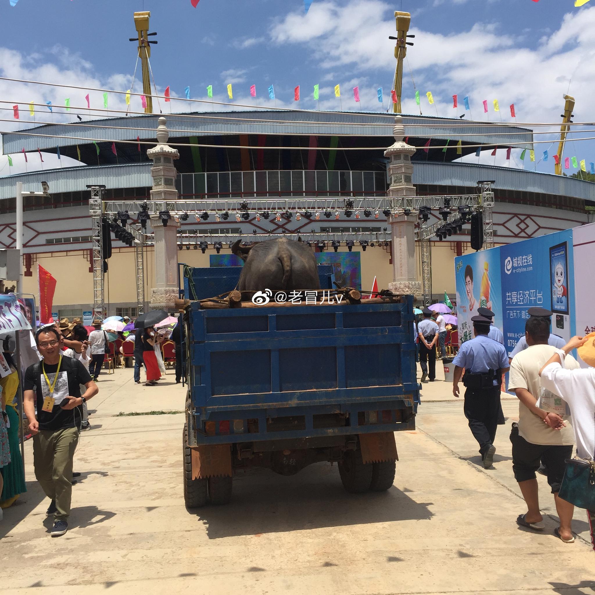 "牛王争霸赛"将引爆全世界石林县彝族撒尼人斗牛传统文化已有近千