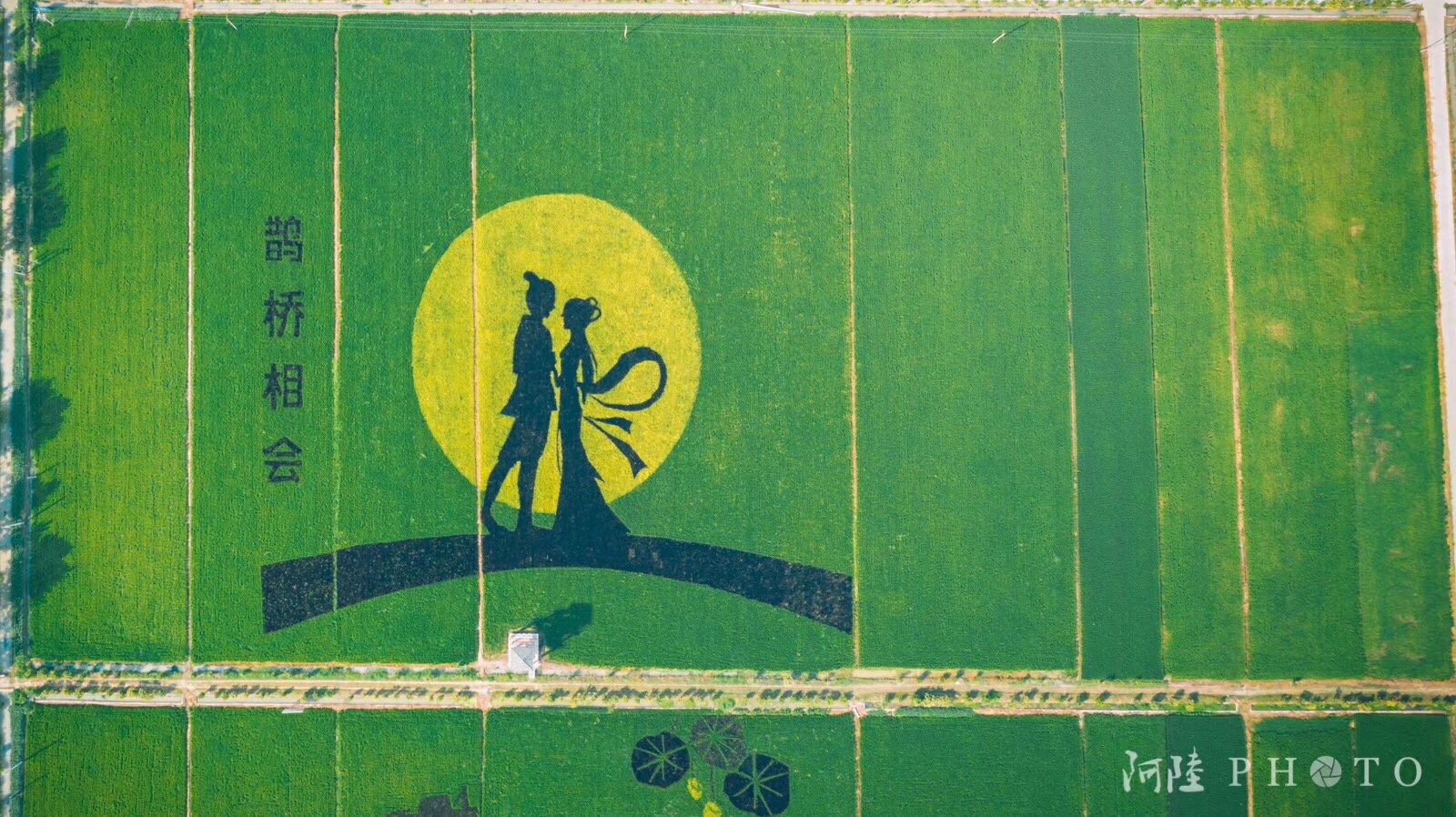 寿县安丰塘稻田画.@阿陆photo